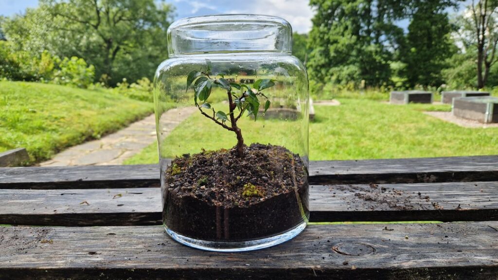 Bonsai in Jars