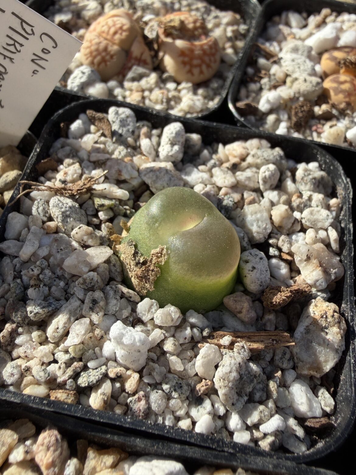 Conophytum ratum