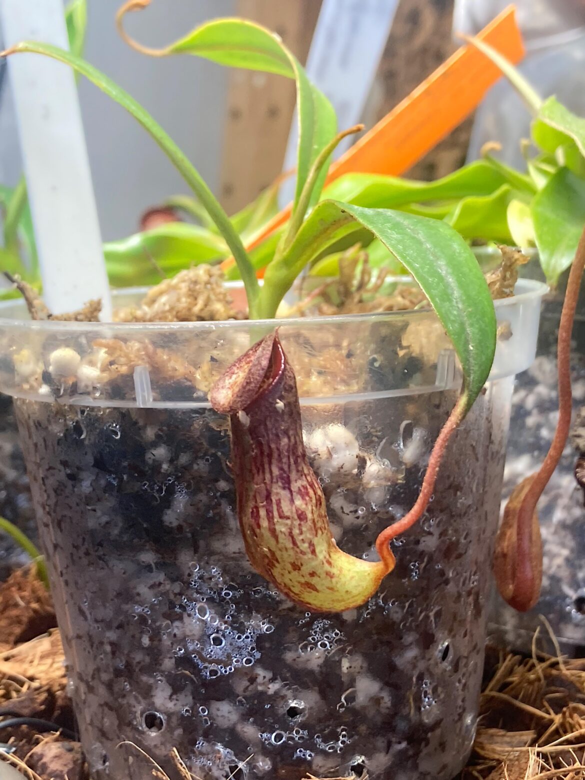 N. Pseuoklossi x tenuis