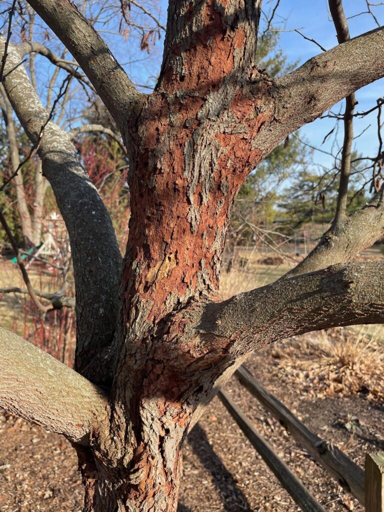 Eastern Redbud Decay?
