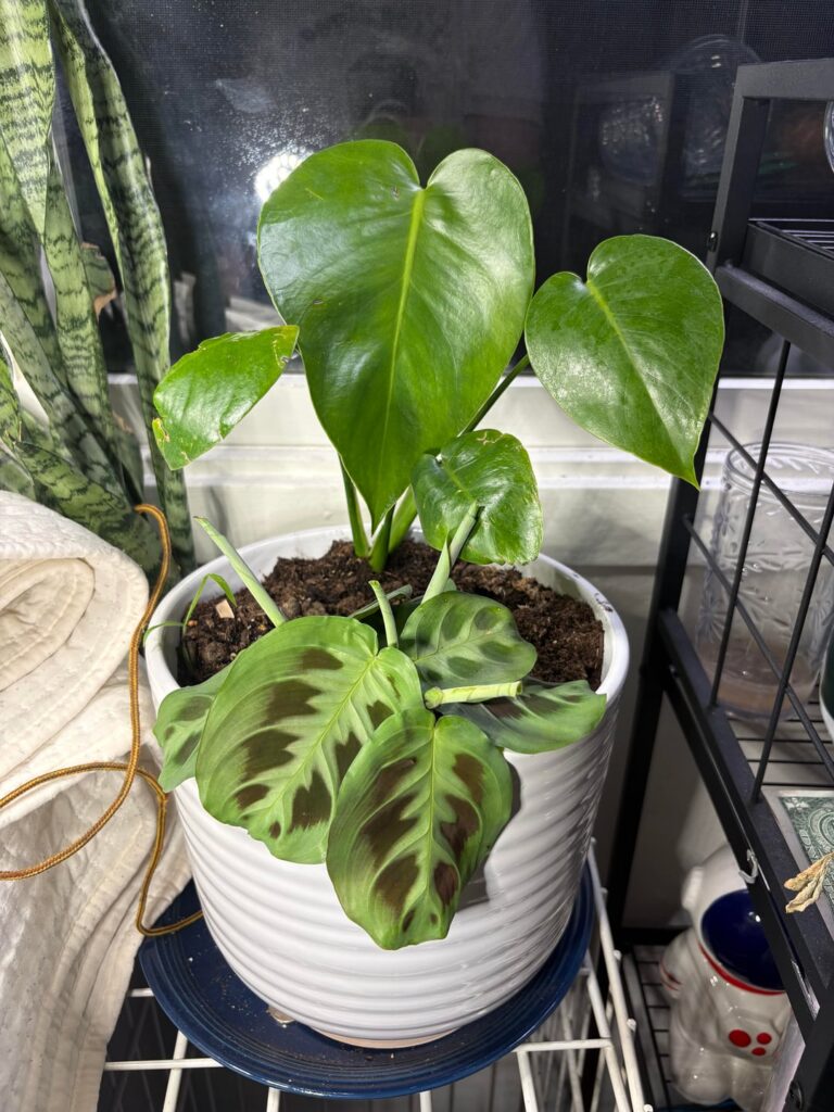 These Plants Tell Stories