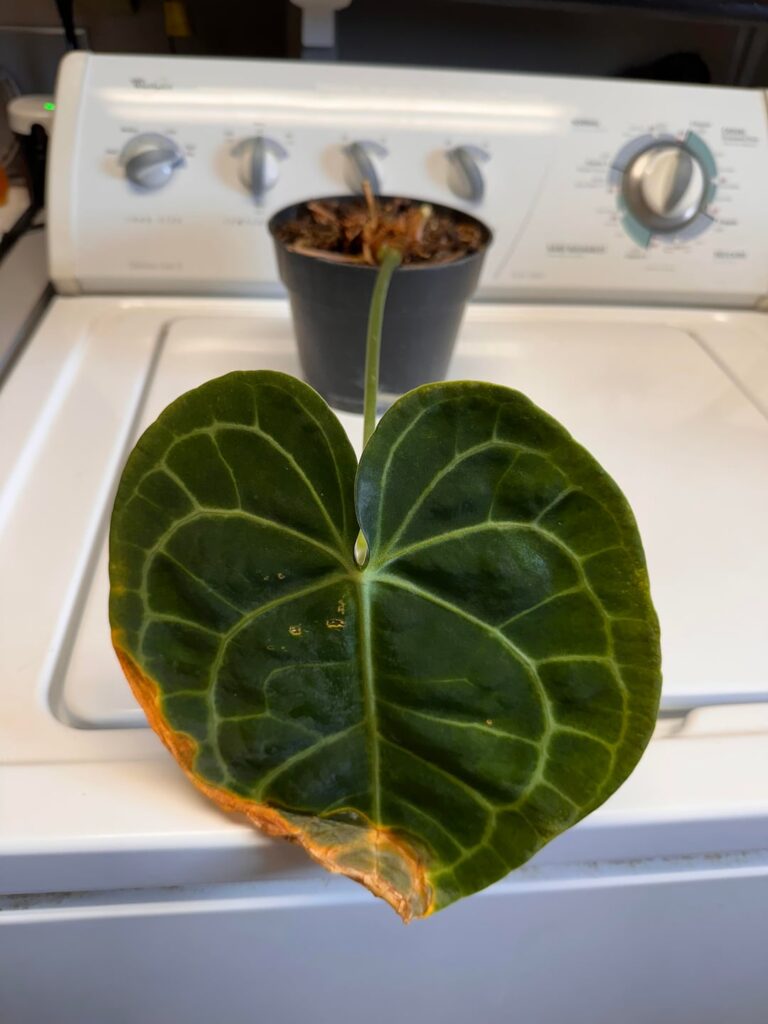 ID three plants please?