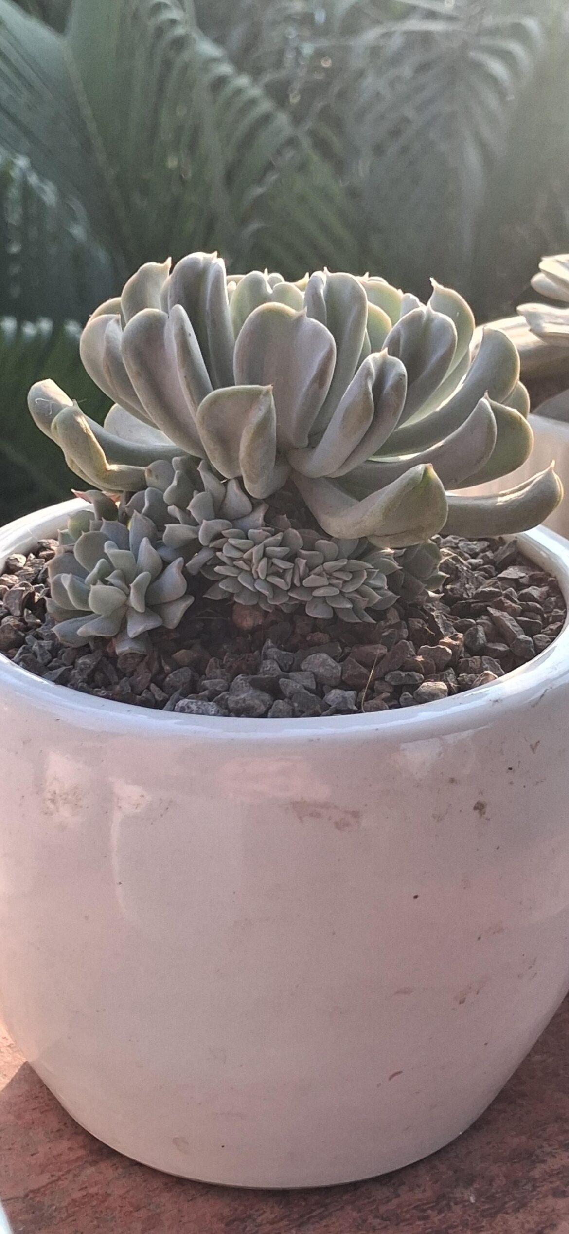 Crested echeverias.