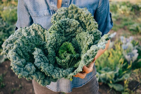 Kale bunch Kale bunch