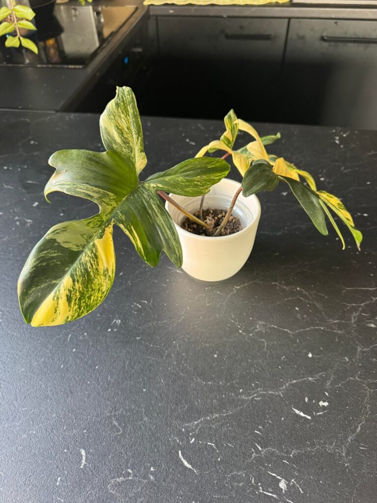 Florida Beauty advice please