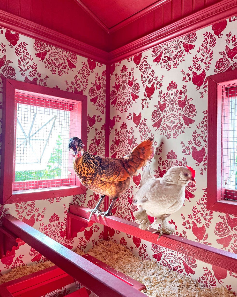 chickens inside a vibrant chicken coop with painted trim and wallpaper chickens inside a vibrant chicken coop with painted trim and wallpaper