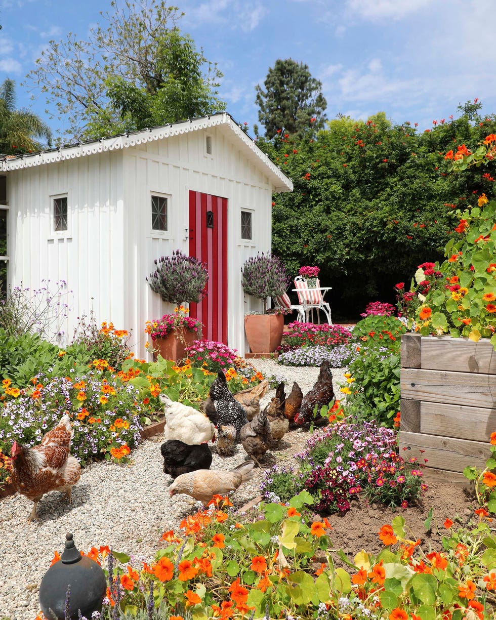 Colorful Chicken Coop an exterior image of a chicken coop in a garden