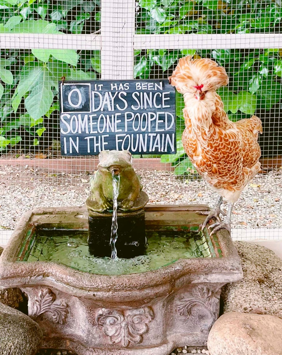 a fountain in a chicken coop a fountain in a chicken coop
