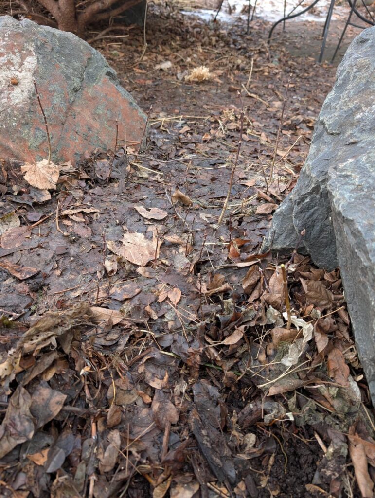 What are these shooting up in my yard?