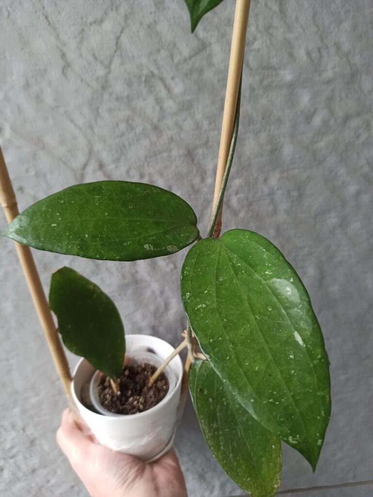 Please help me identify this hoya