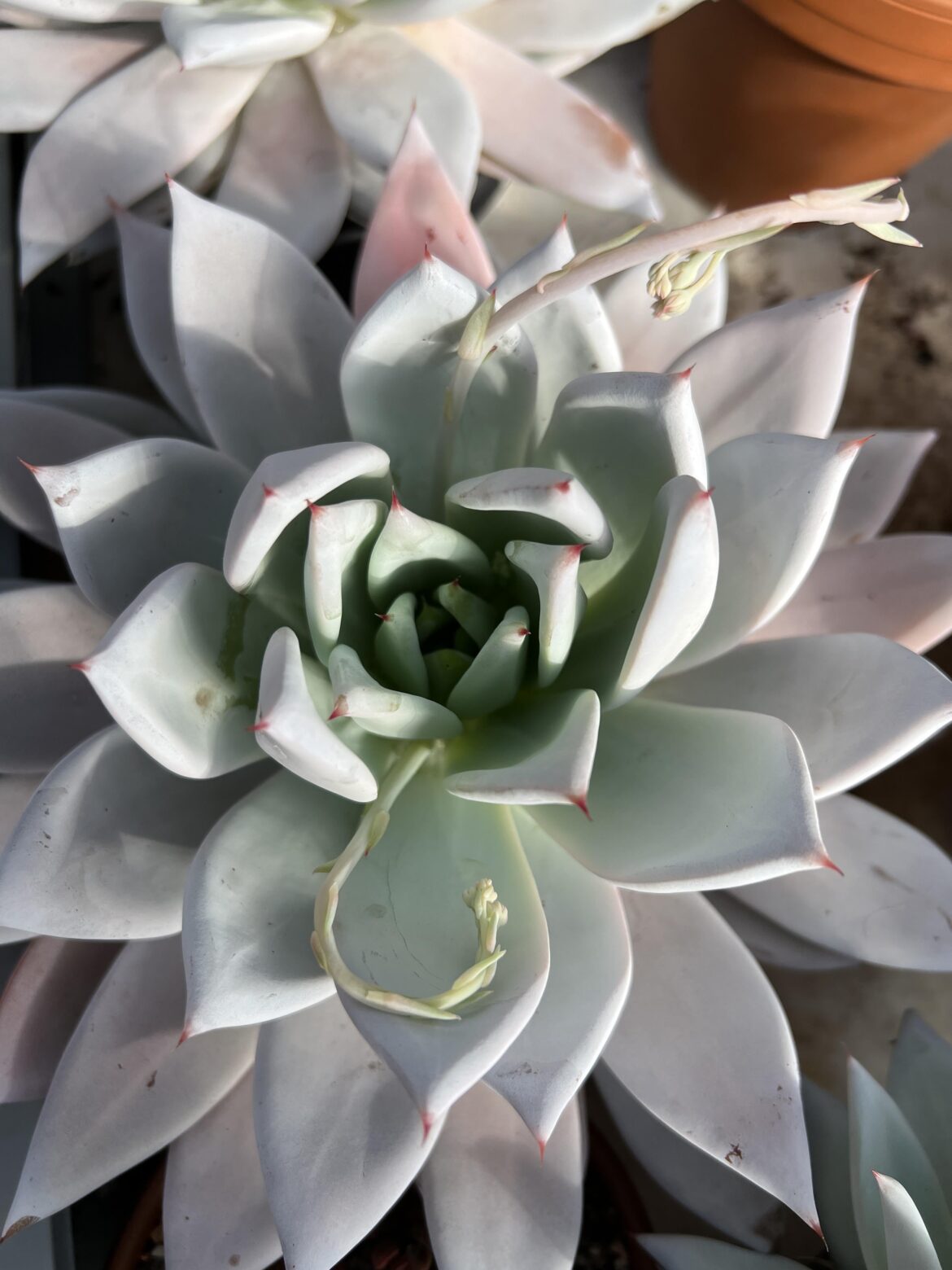 Echeveria colorata Mexican Giant growing 3 flower stalks, one hidden by the shadows