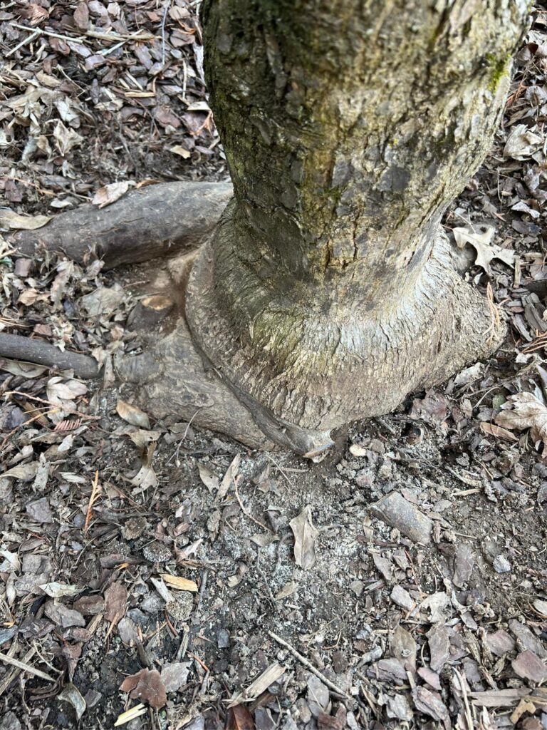 UPDATE: cut girdled roots on our Japanese maple. Did I do OK?