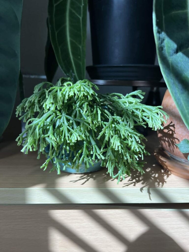 About 3 years of growth