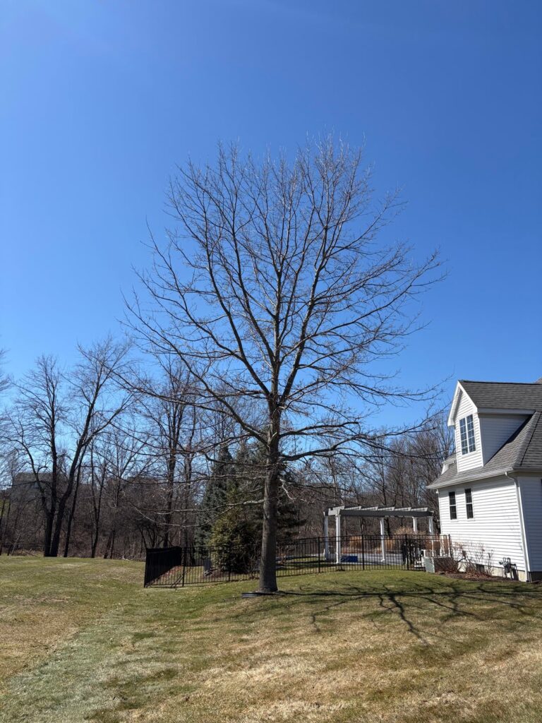 Subordination pruning on older oak