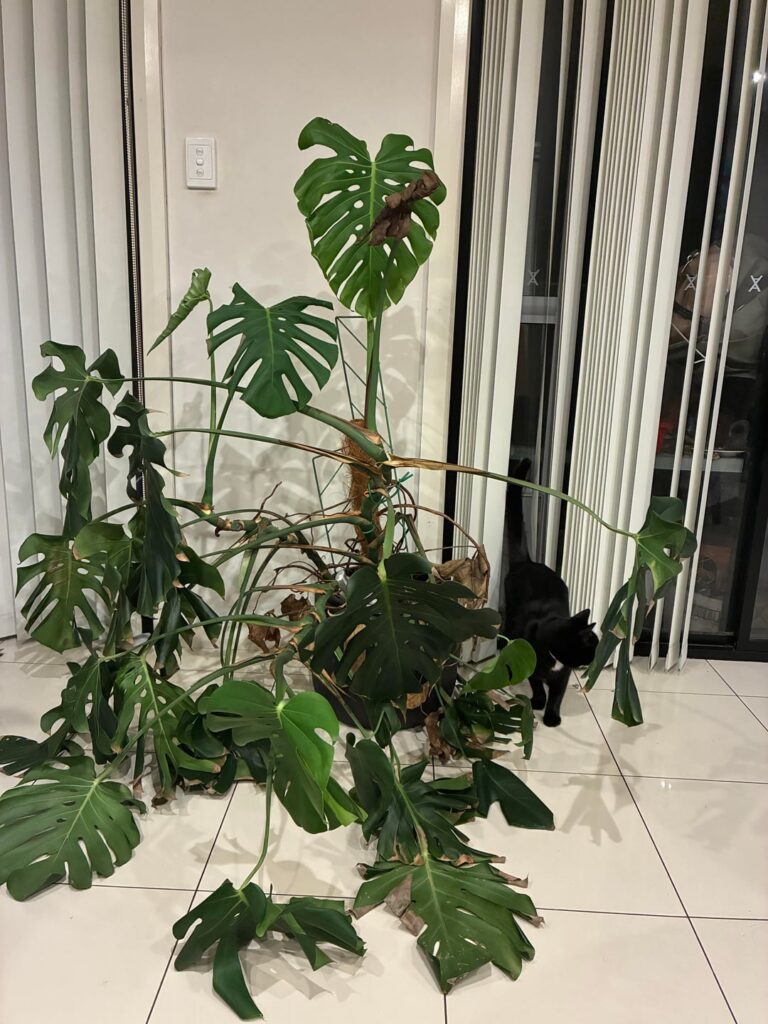 Help propagating a beat up, leggy monstera