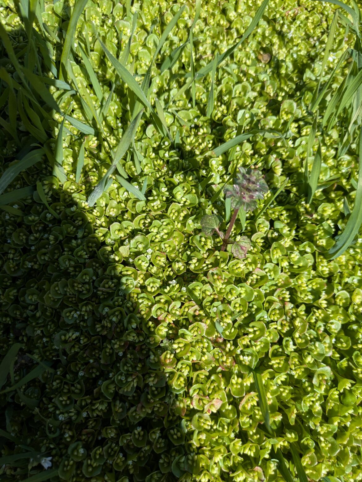 Native Succulent volunteer PNW