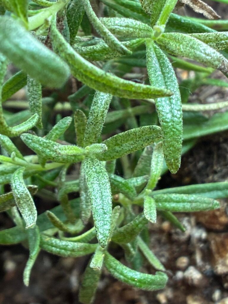 Thrips? Treatment?