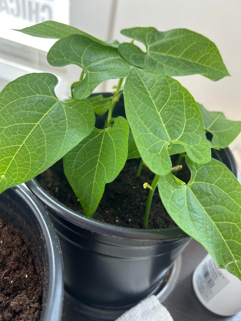 When to thin or pot up? Need advice!