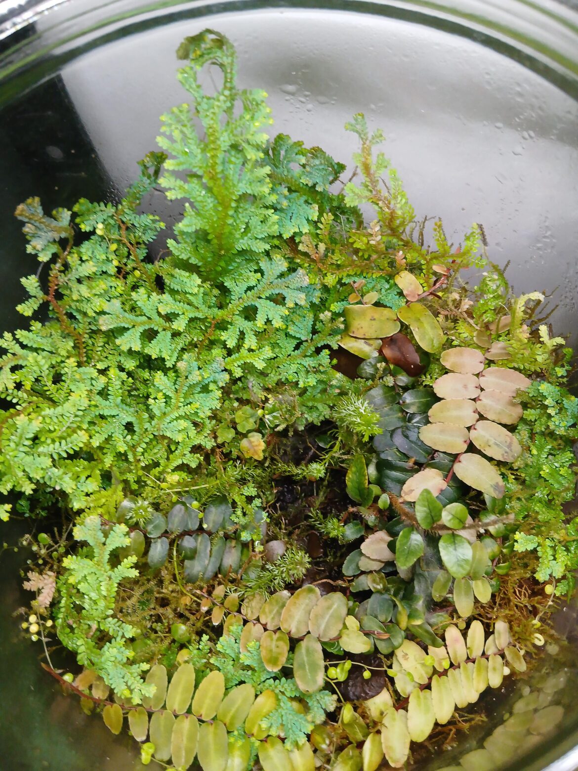 First big jar getting overgrown! Pulled out a fern i had in the middle and added some more aquatic cuttings to the recess. It had a lot of moss but its been outperformed BT the blue salaginela