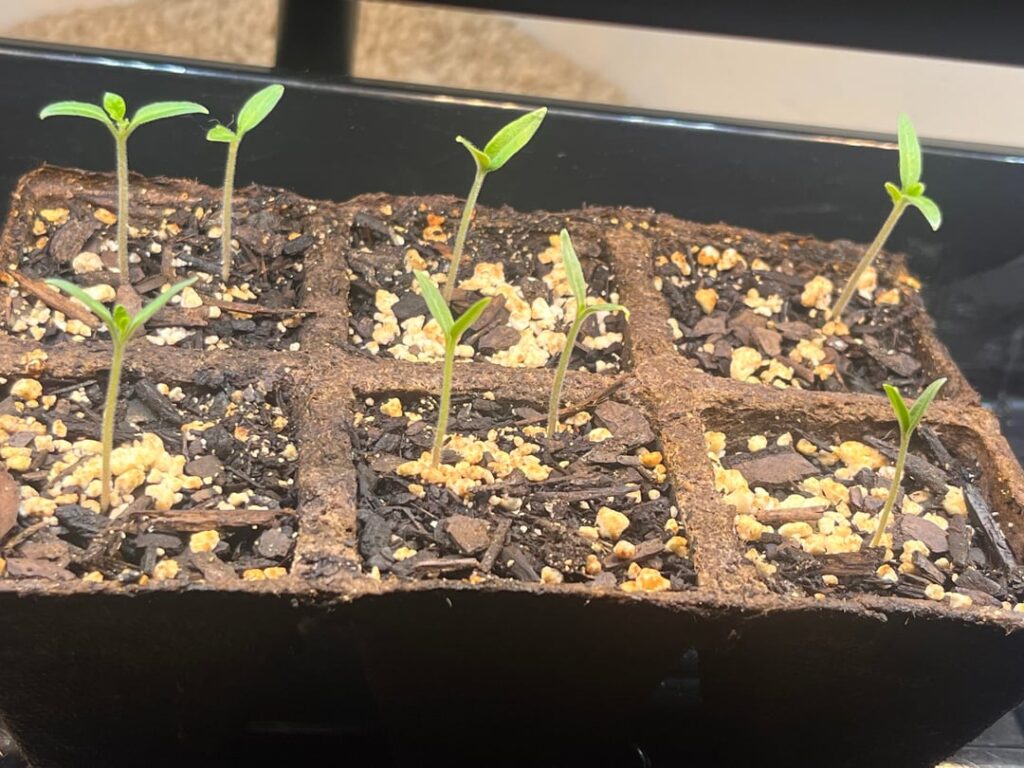 My two week old tomato seedlings 😊