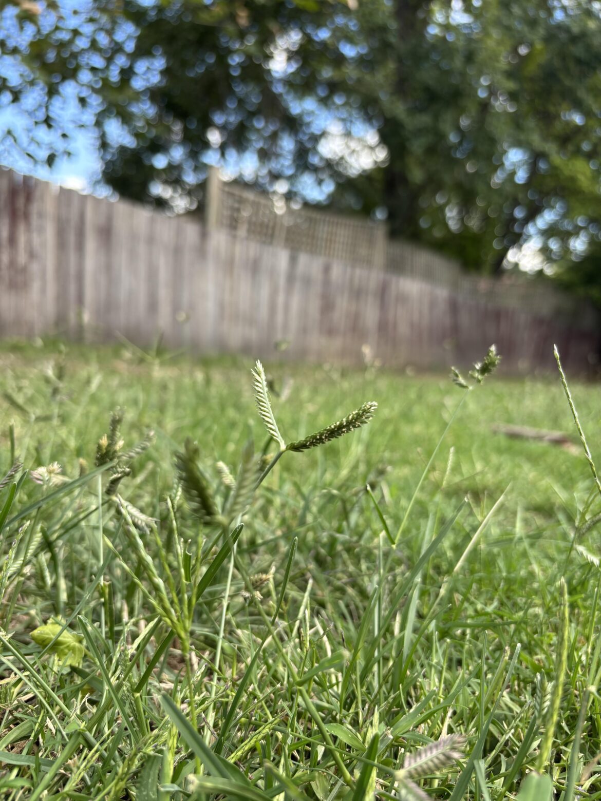 NSW Australia, need help identifying and killing (the weed)