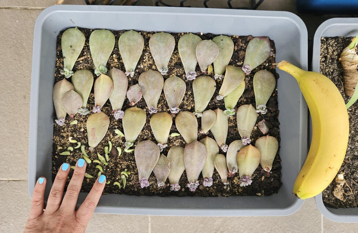 Every single one of them has a rose! Are they ready to be put in their long term pot? (Plus more questions below! Every single one of them has a rose! Are they ready to be put in their long term pot? (Plus more questions below!