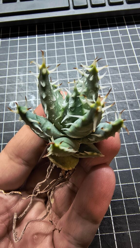 Just received my small aloe erinacea.