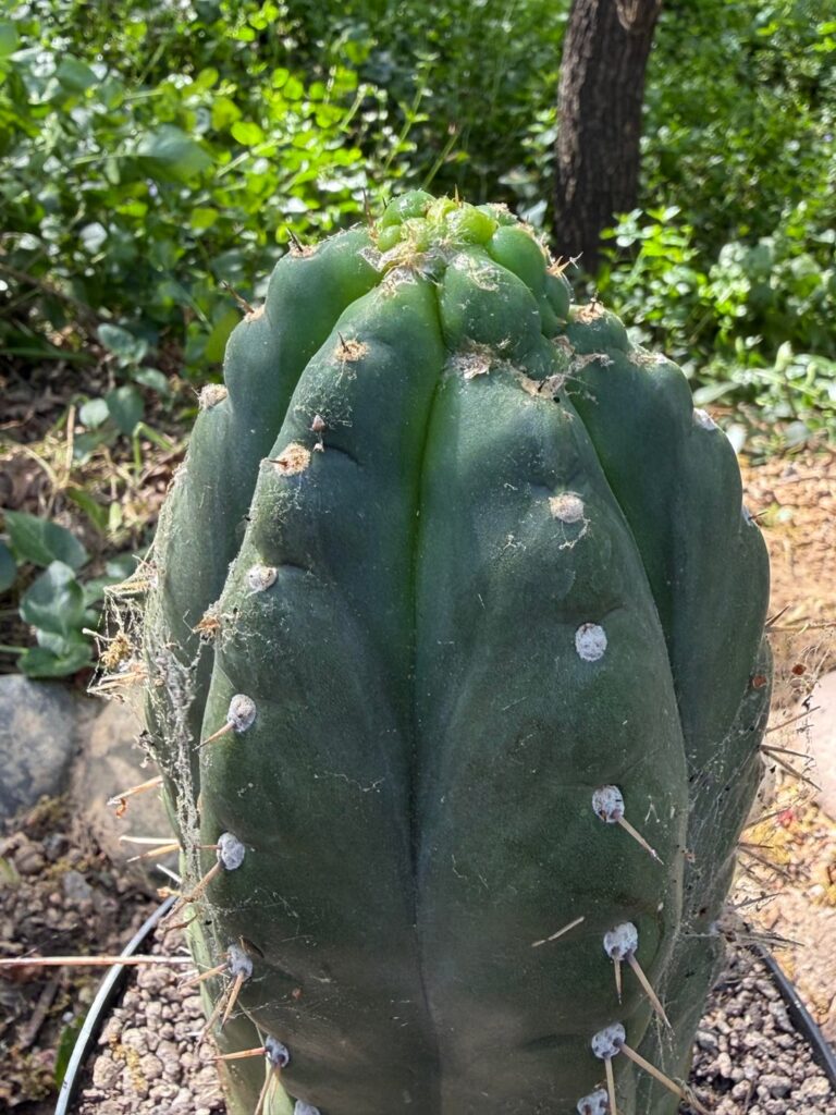 Odd growth? Etiolation?