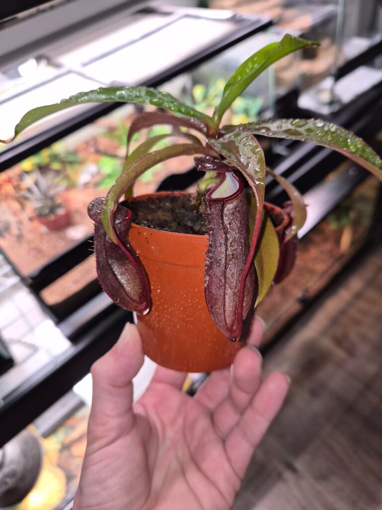 My new asian pitcher plant