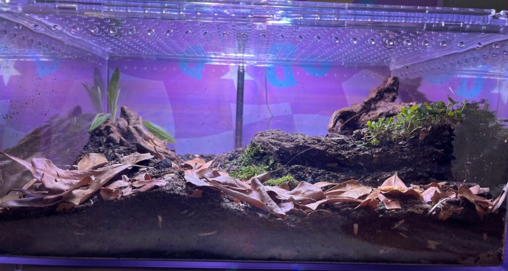 My first terrarium
