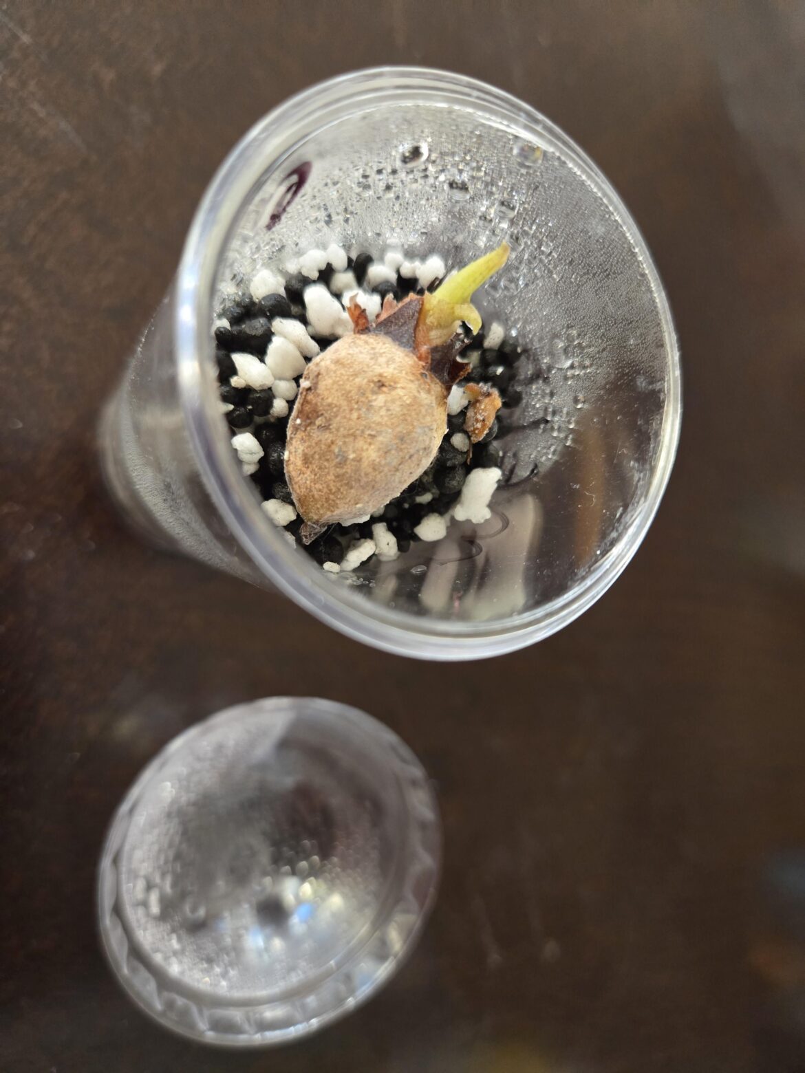 Corms growing! Question Corms growing! Question