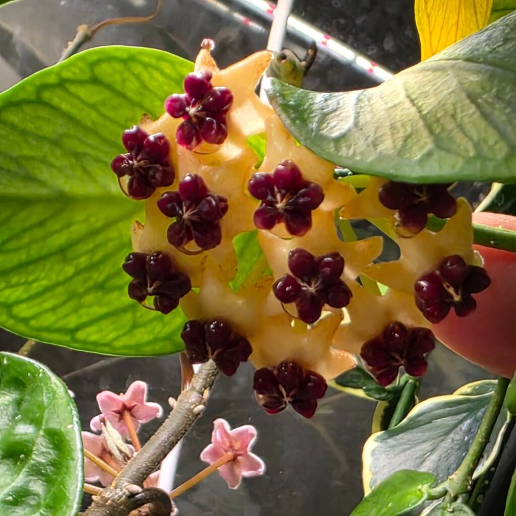 Cross-pollination, anyone? Cross-pollination, anyone?