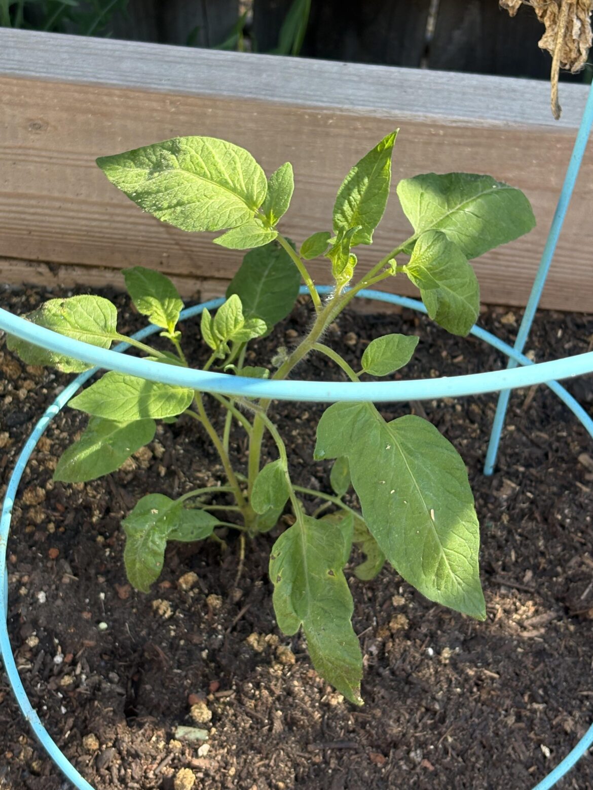 Volunteer plant