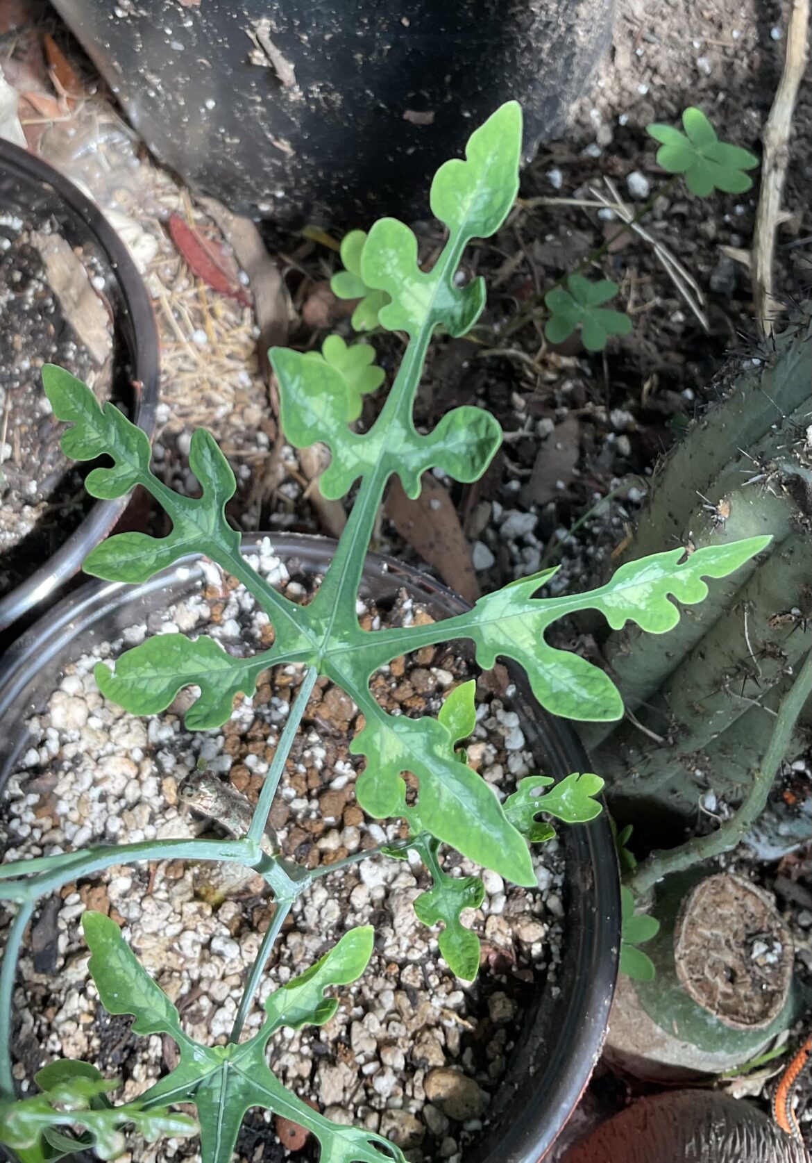 Adenia perrieri