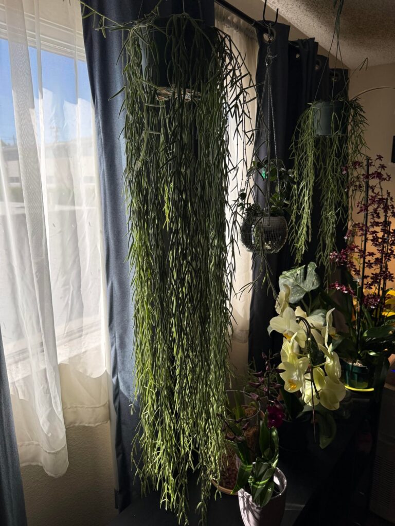 Best way to Repot This? Best way to Repot This?