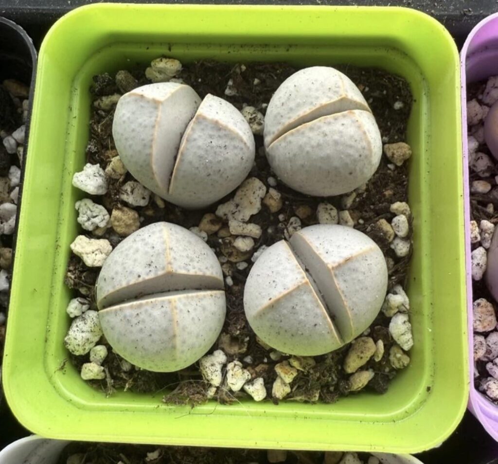 Any idea what these are? TIA