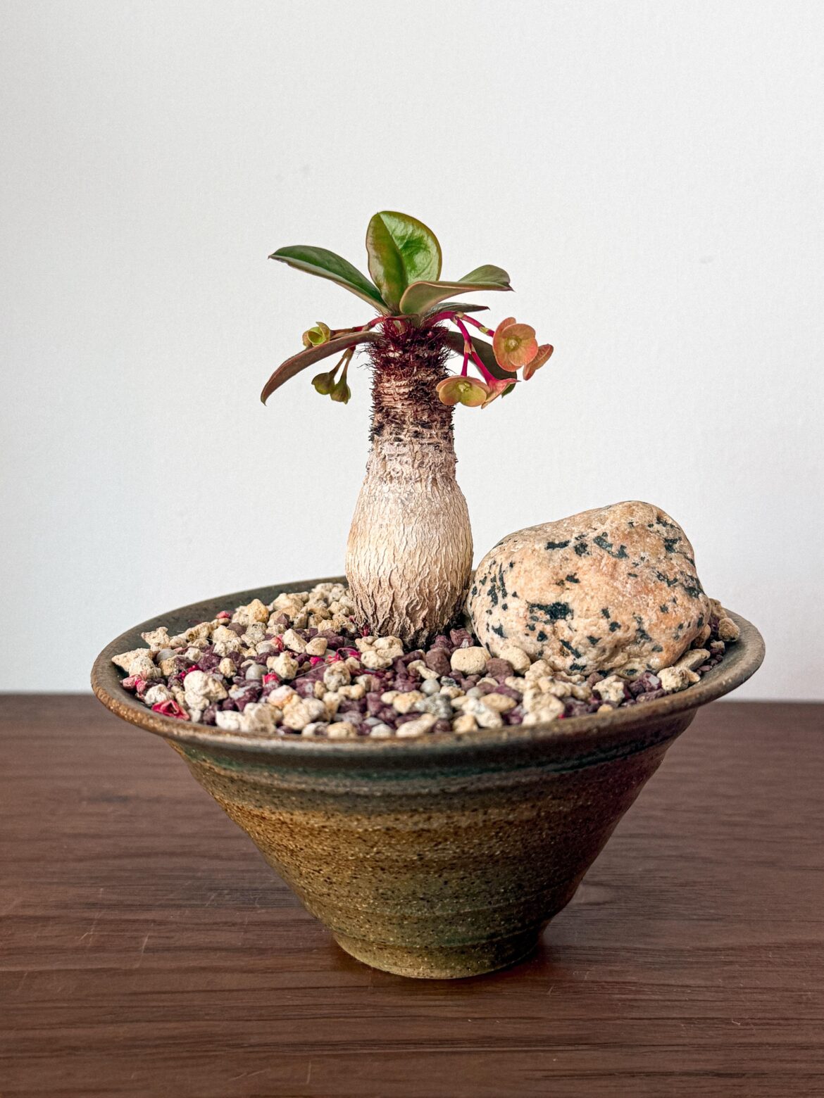 Euphorbia Ramena