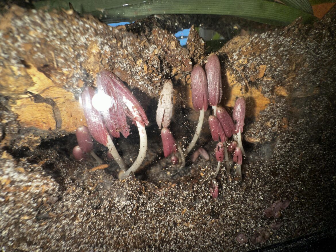 Identification? Cant get a straight answer from google