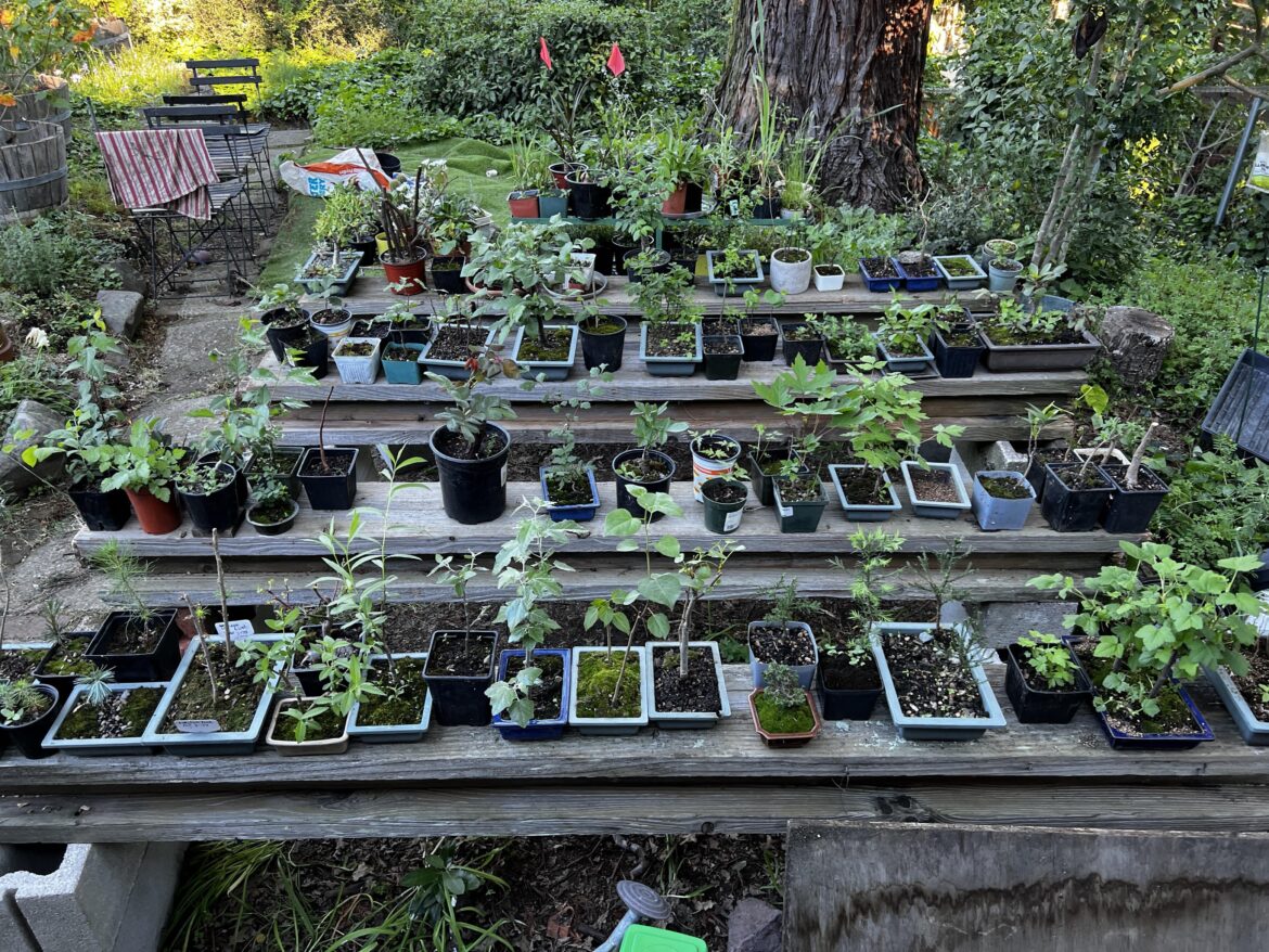 I just did a complete makeover of my bonsai area thanks to old trellis posts!