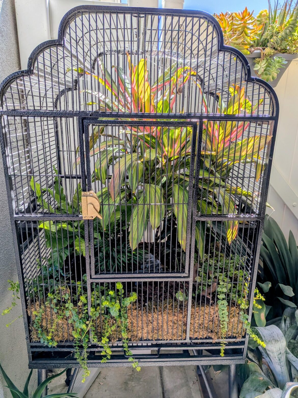 Bird cage Terrarium?