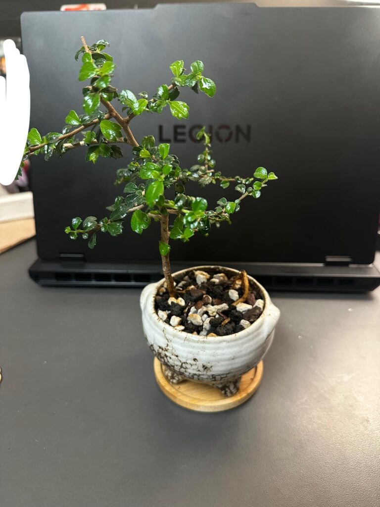 Fukien Tea debate
