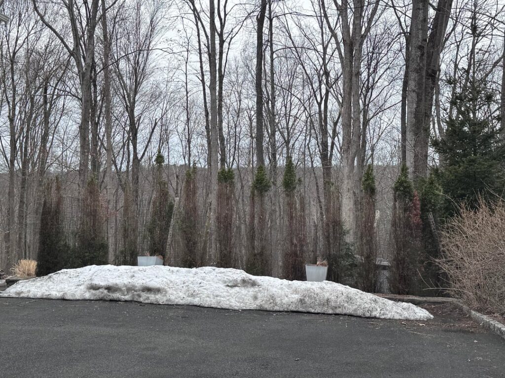 Green giant trees dying from harsh winter will they come back?