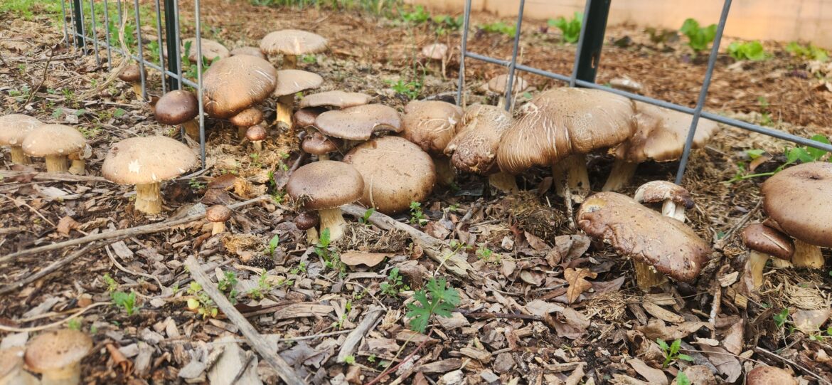 Winecaps going strong