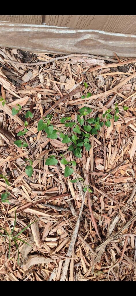 What are these in my garden?