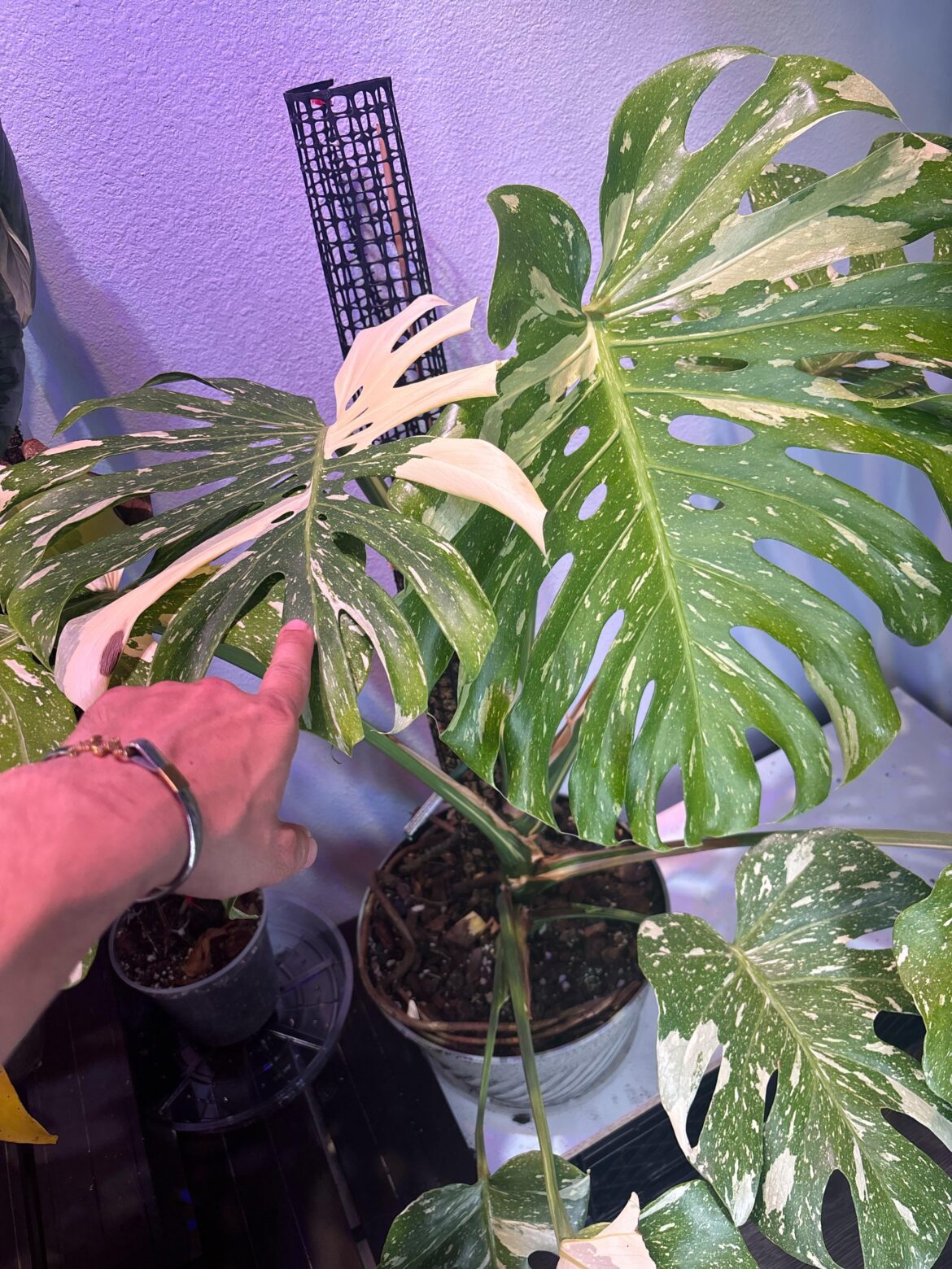 Beautiful size up