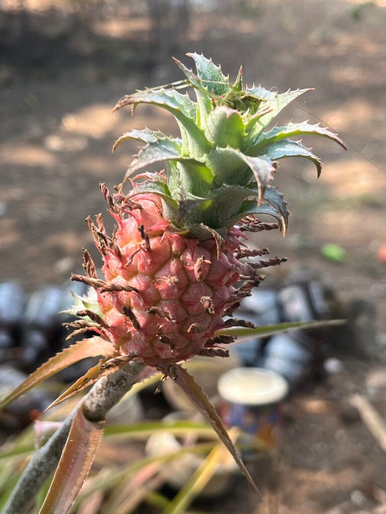 What kind of plant is this