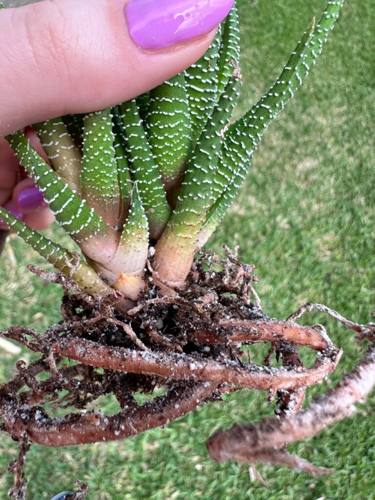 Can my Zebra Haworthia recover? Can my Zebra Haworthia recover?
