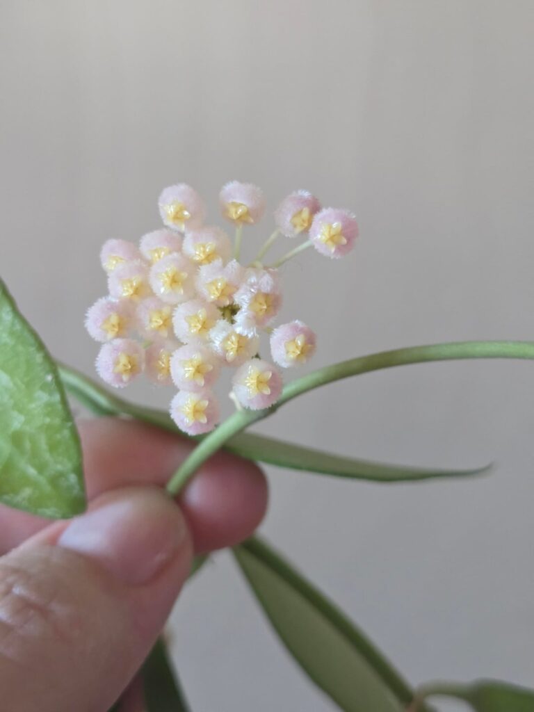 Mystery Hoya ID help please