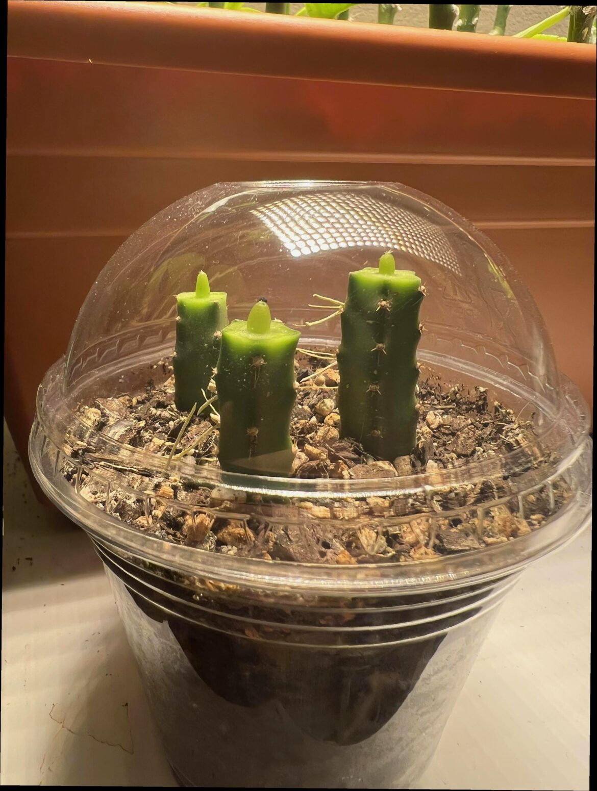 New graft tek I’m trying! Very aesthetically pleasing imo