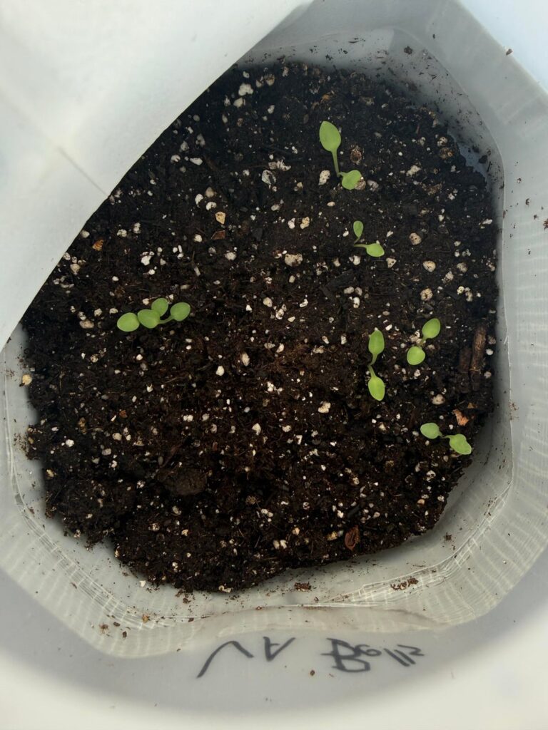 Virginia Bluebells; when to plant given early dormancy period Virginia Bluebells; when to plant given early dormancy period